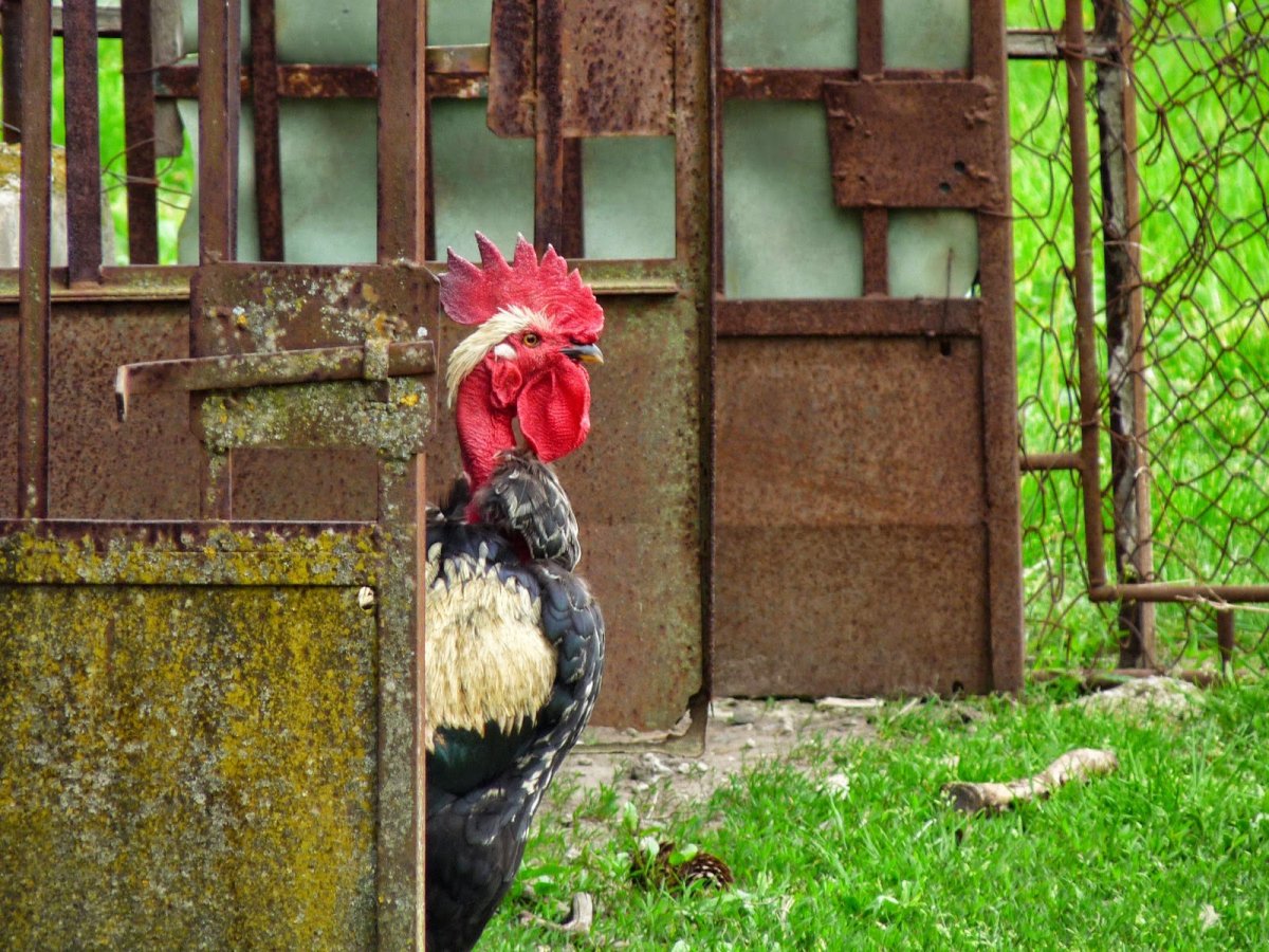 Петух голосит