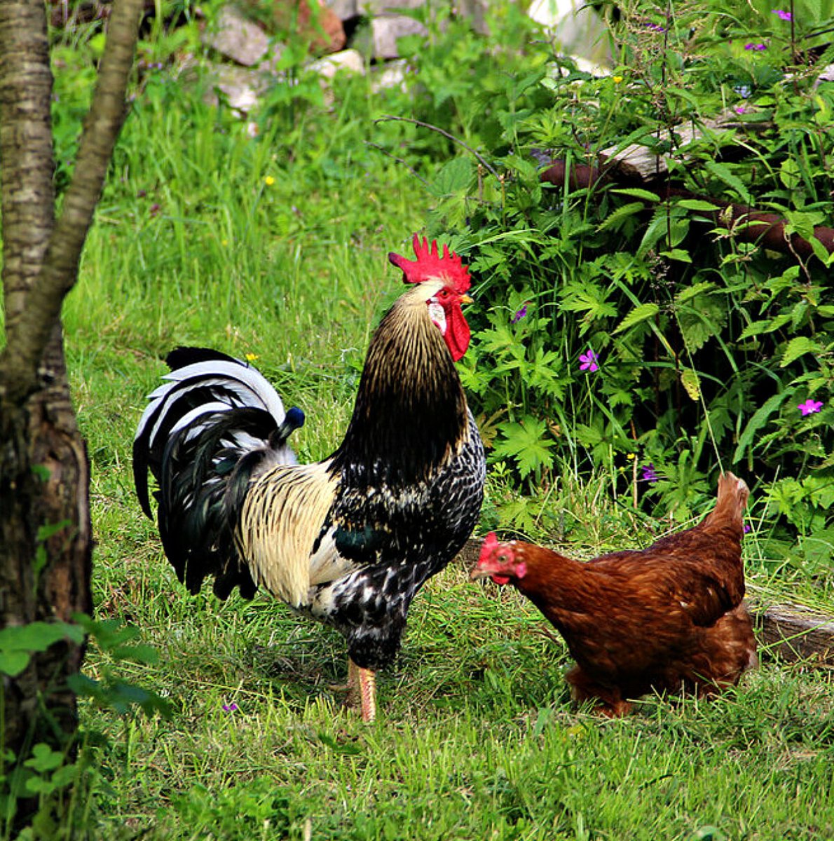 Петух на дереве