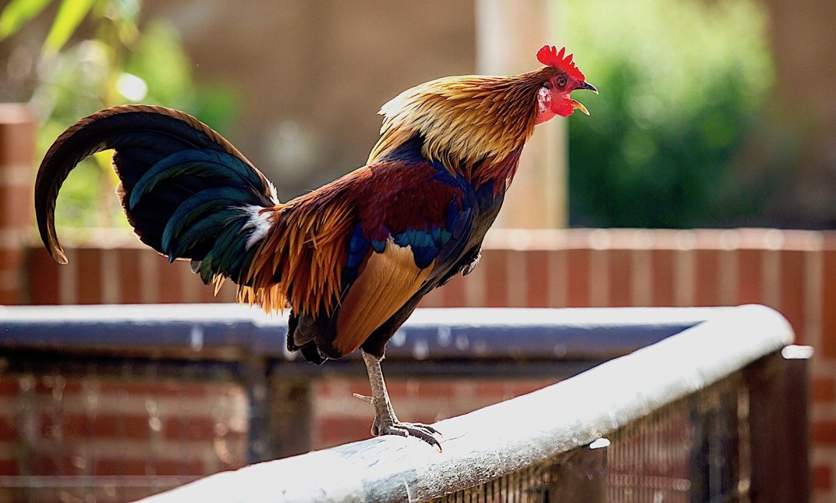 Курица кукарекает