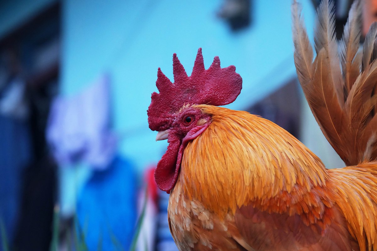 Петух на рабочий стол