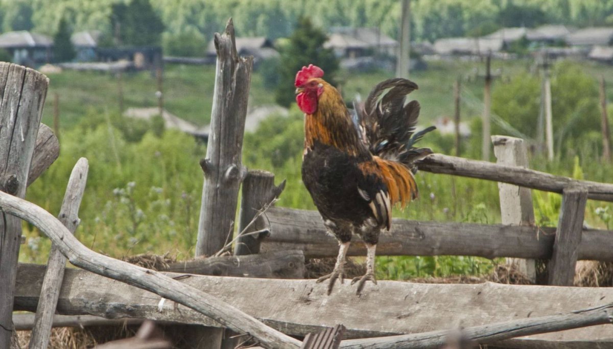 Петух на заборе в деревне