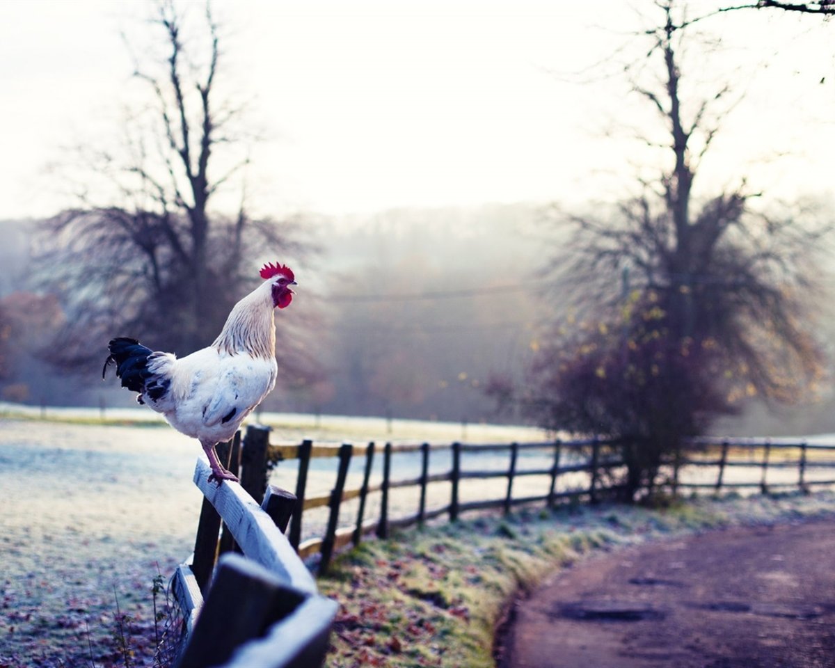 Птицы в деревне
