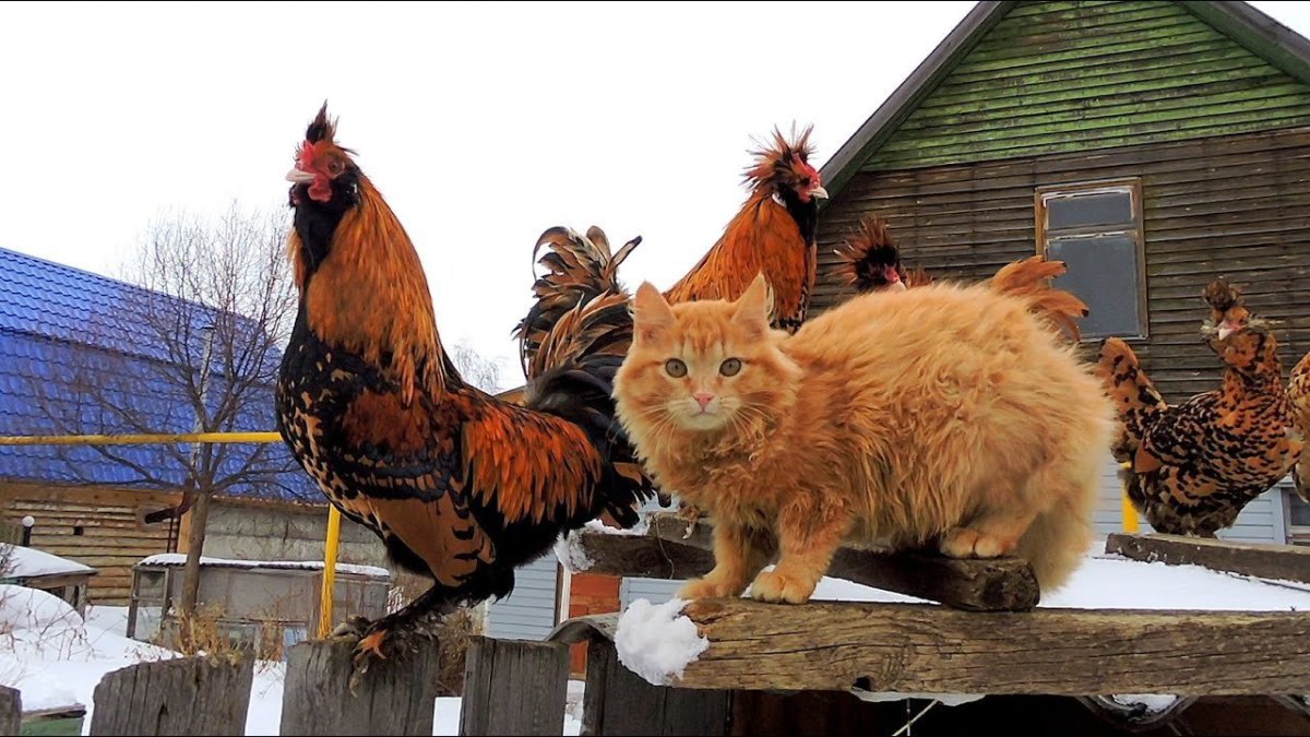 Кот и петух