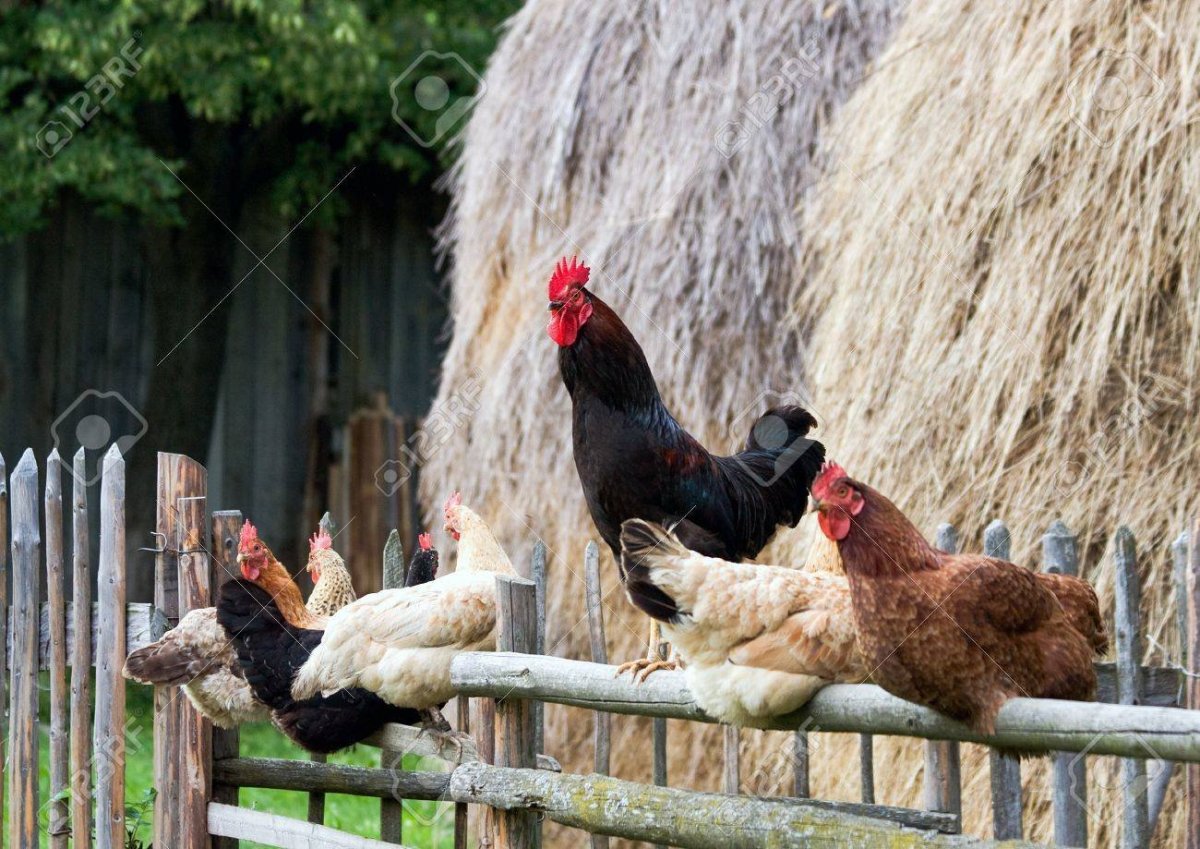 Петух на дереве