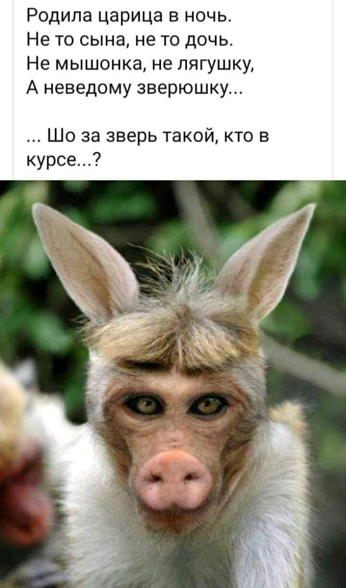 Самые непонятные животные