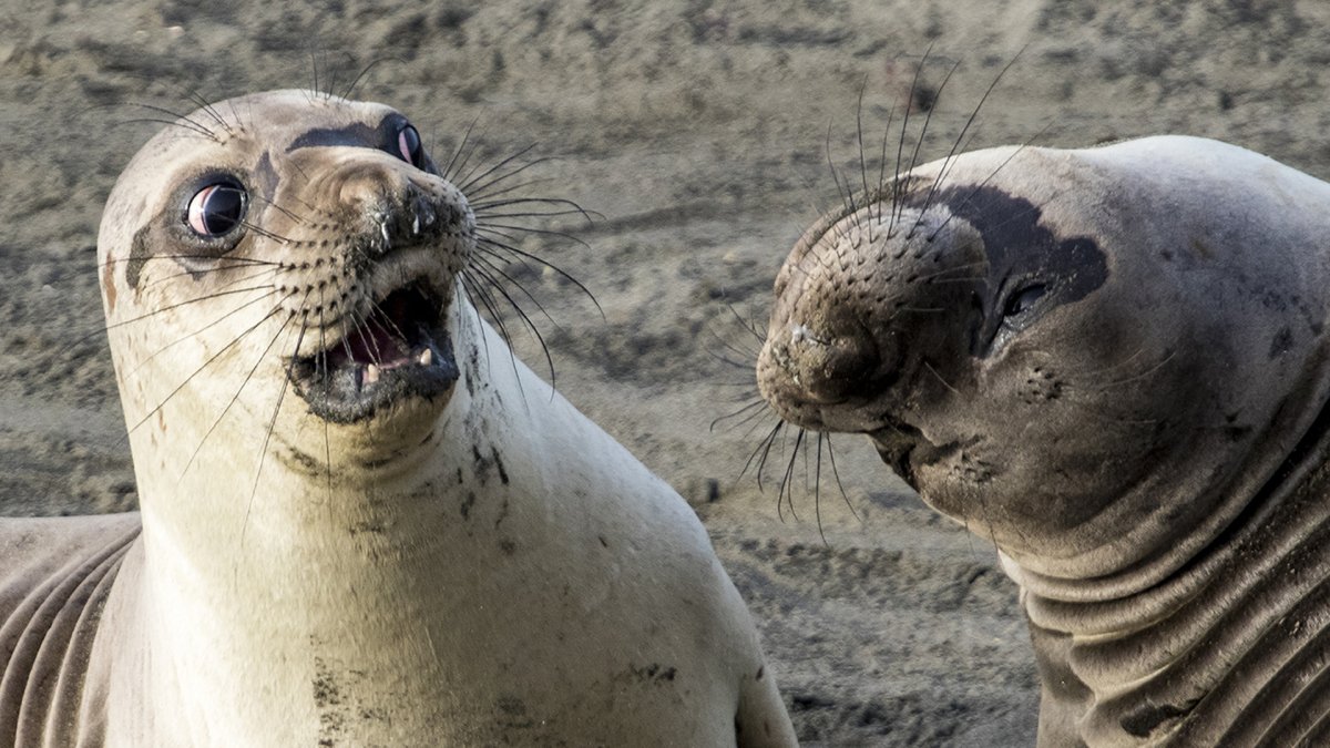 Смешное животное