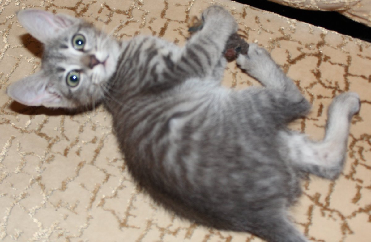 Донской сфинкс и канадский сфинкс скрещивание