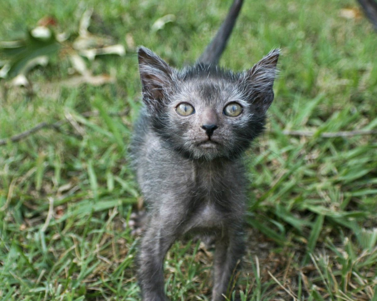 Мейн кун и сфинкс помесь