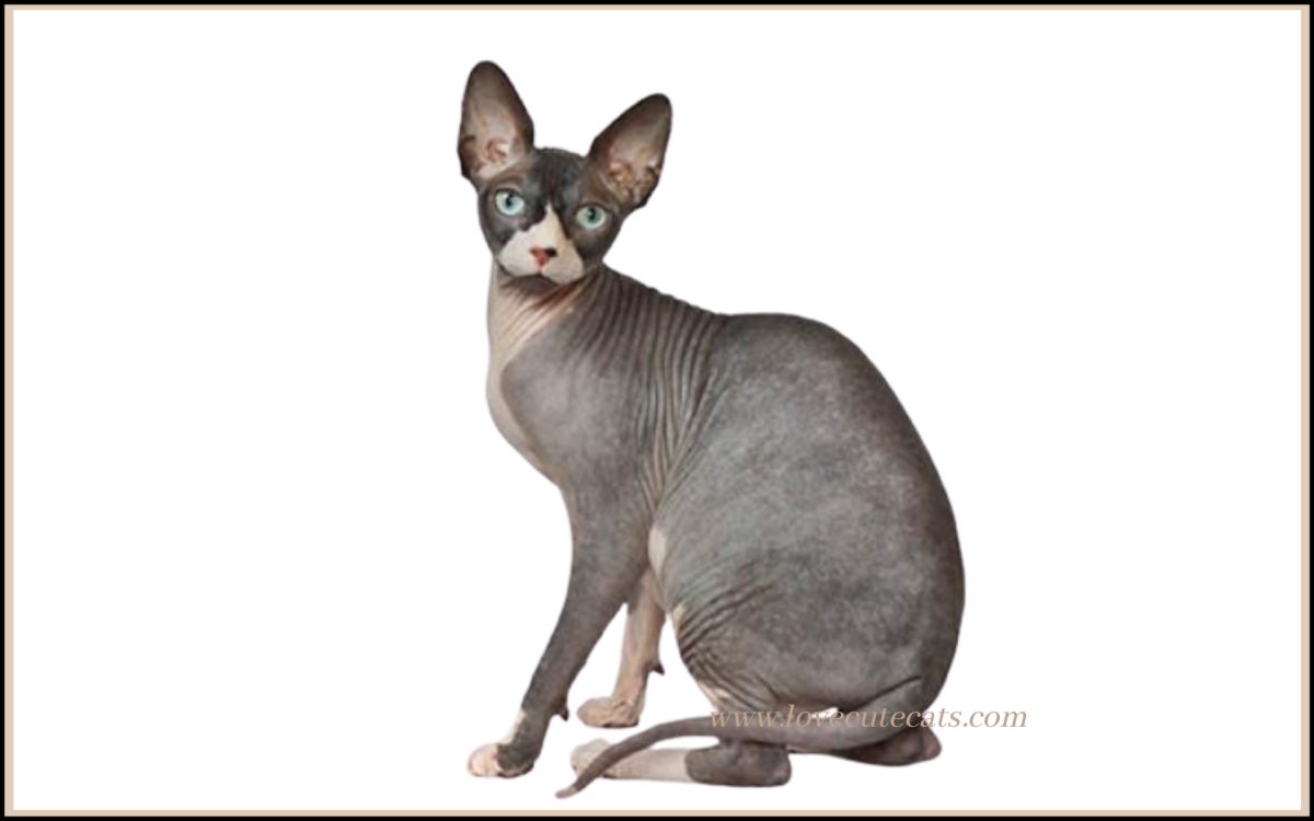 Мейн кун и сфинкс помесь