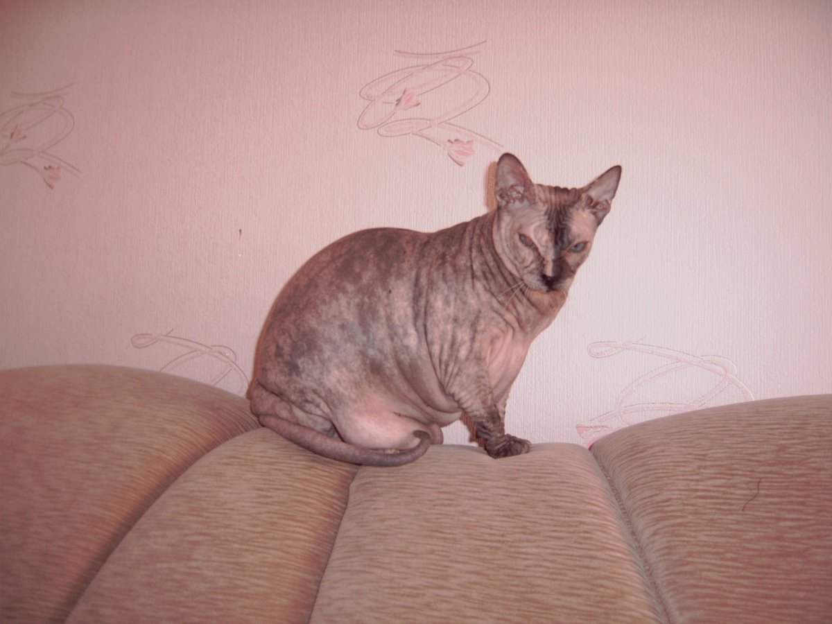 Смесь Корниш Рекса и сфинкса