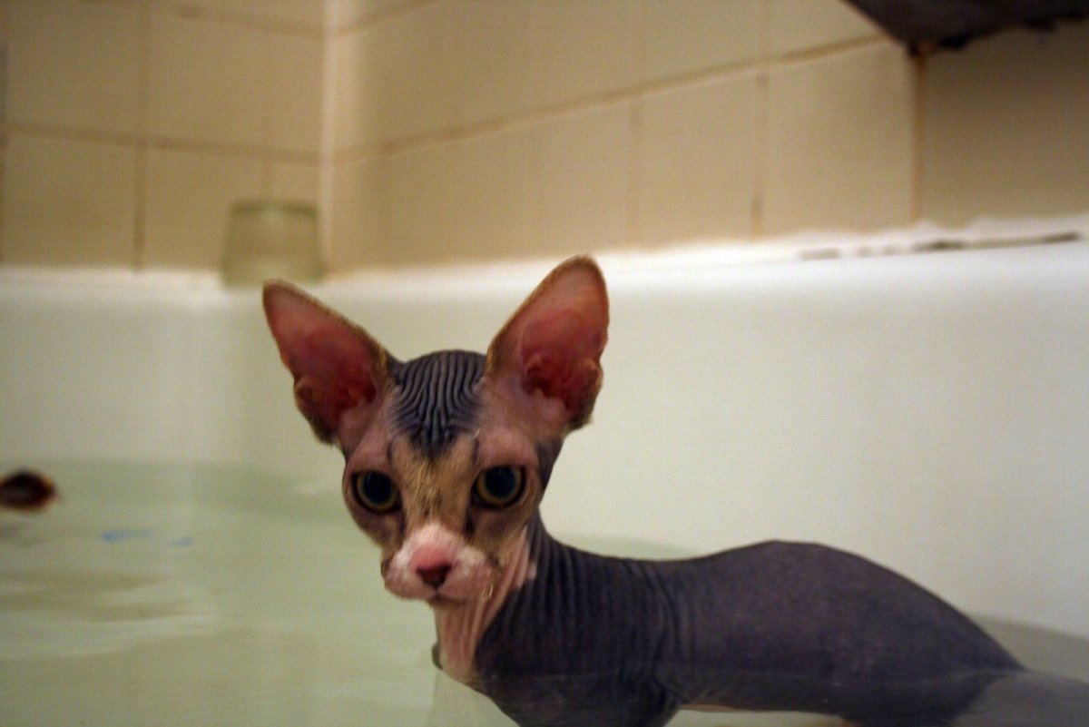 Сфинксы гипоаллергенные