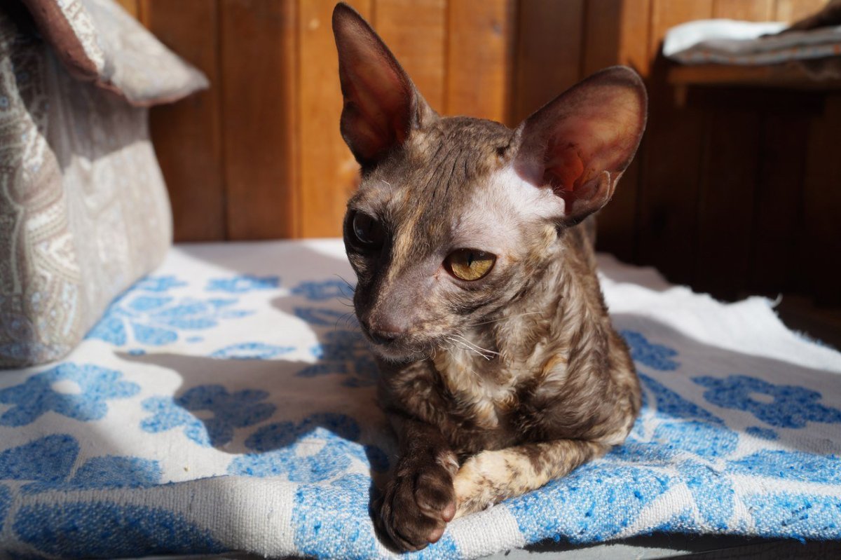 Метис Корниш Рекса