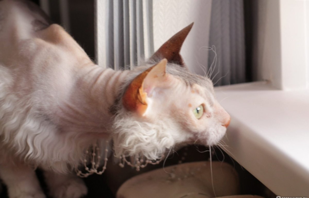 Смесь сфинкса и Персидского кота