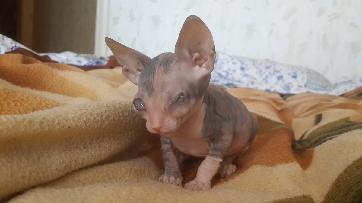 Кот скрещенный с Сфинксом