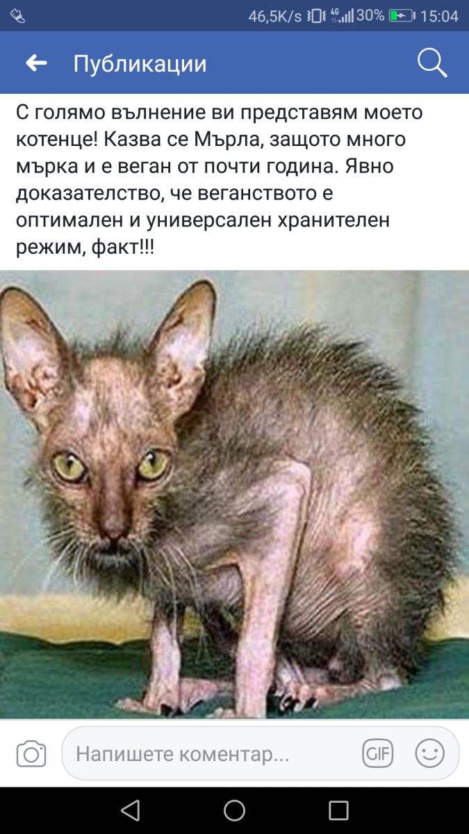 Девон рекс взрослый