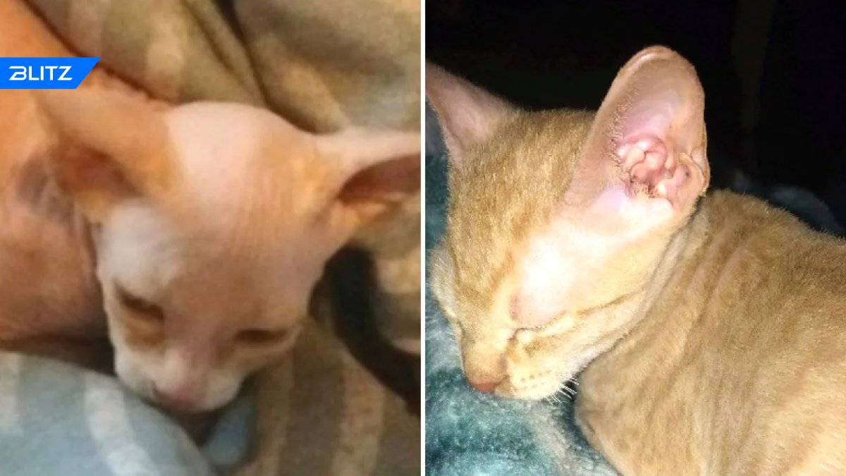 Кошки сфинксы Бамбино