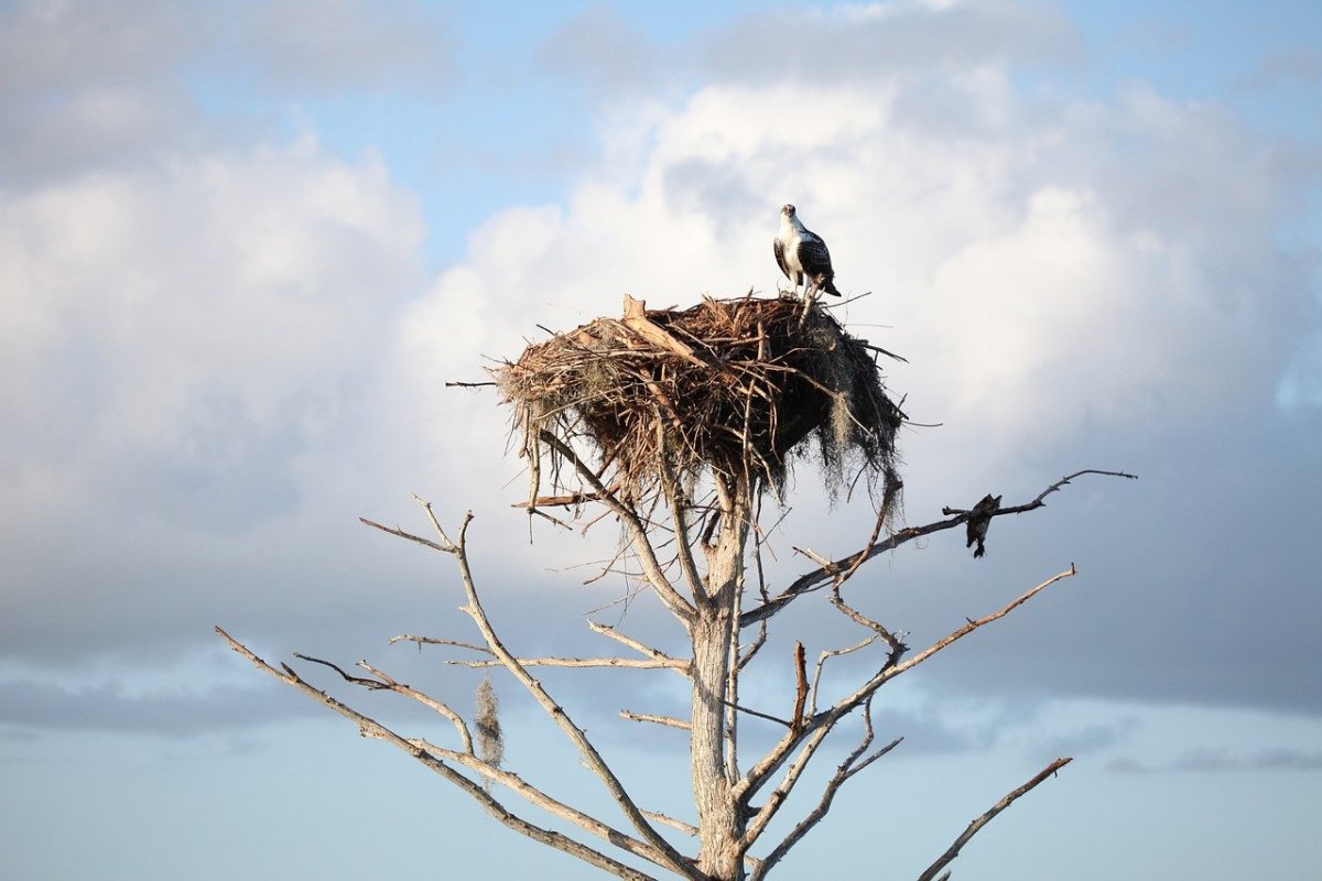Удивительные птичьи гнезда