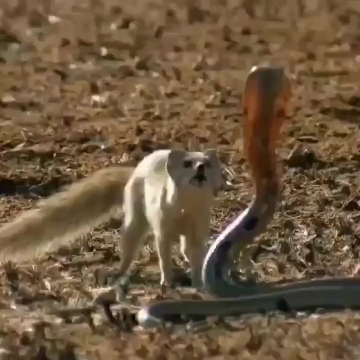 Индийский серый Мангуст