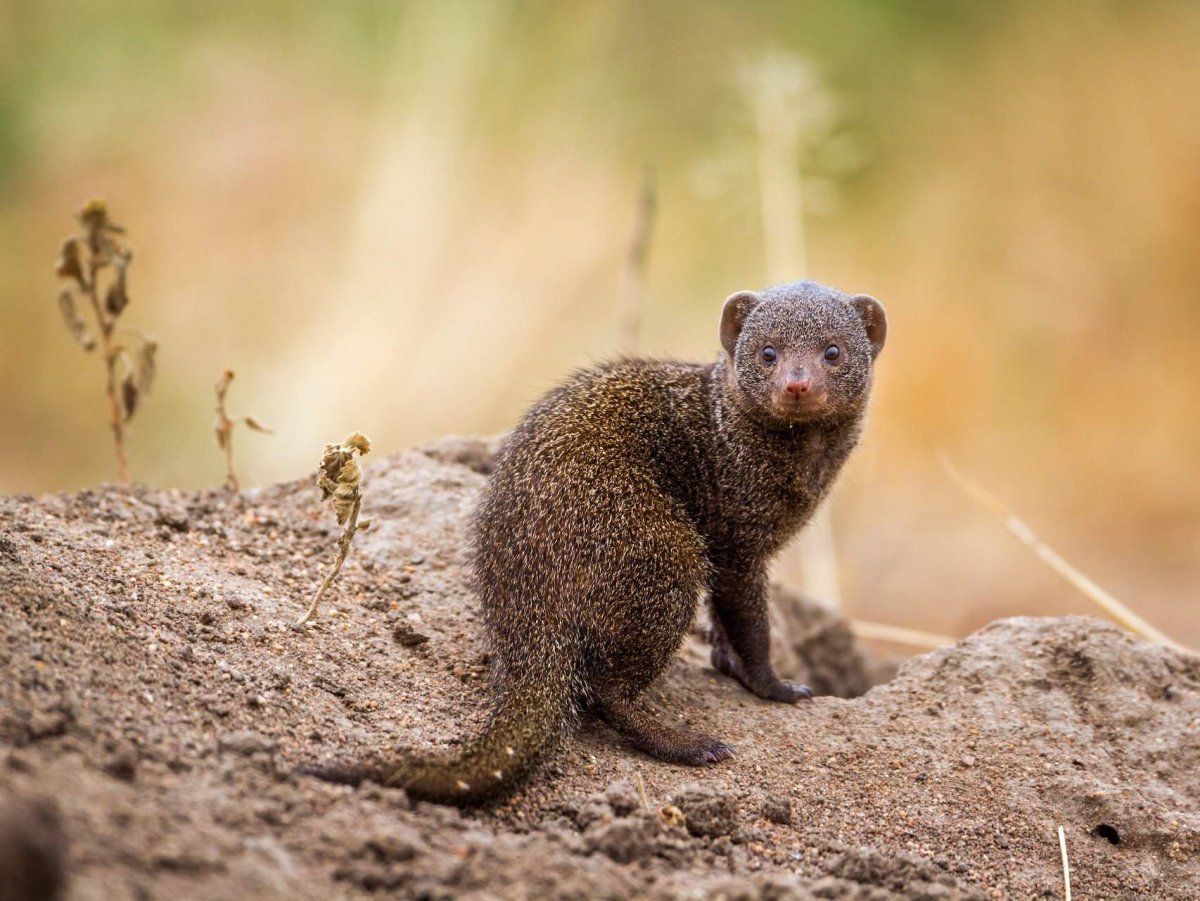 Мангуст дома
