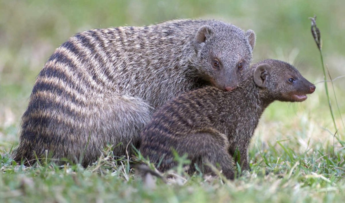 Лисицевидный Мангуст