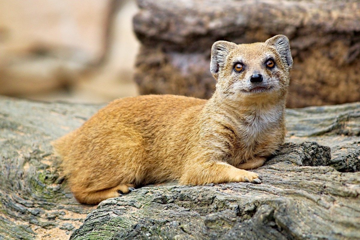 Фото животных мангуста National Geographic
