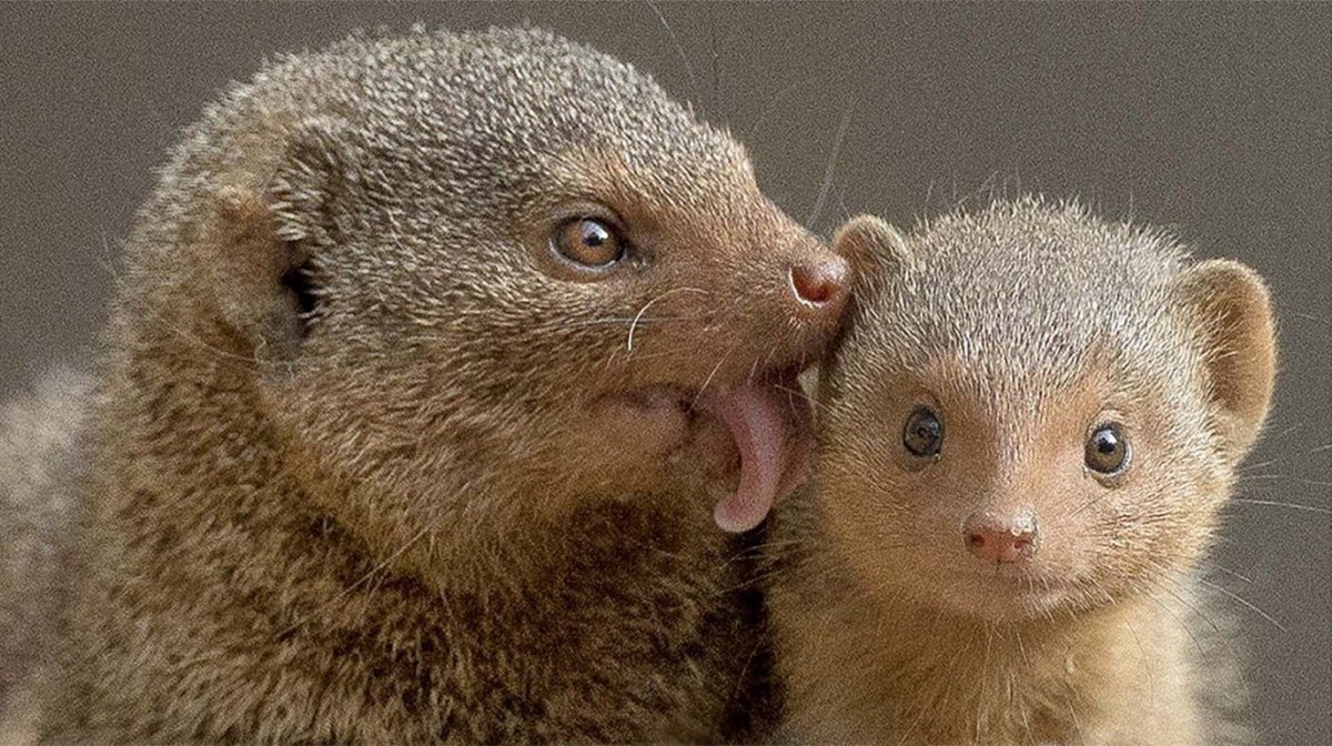 Желтый лисицевидный Мангуст