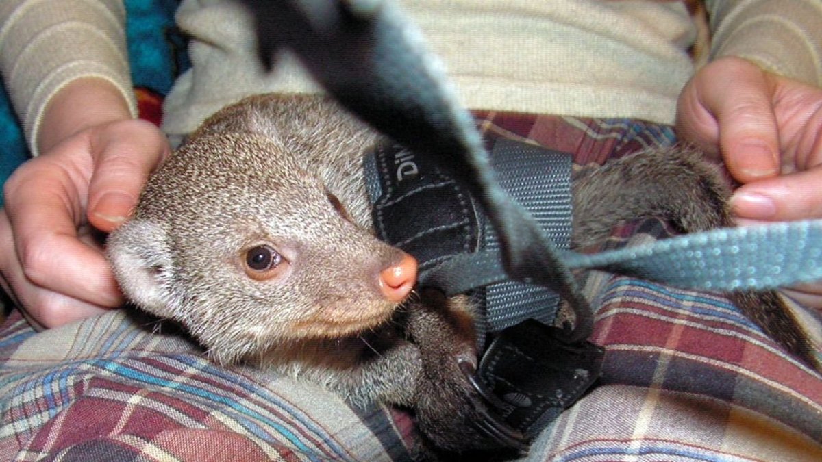 Полосатошейный Мангуст