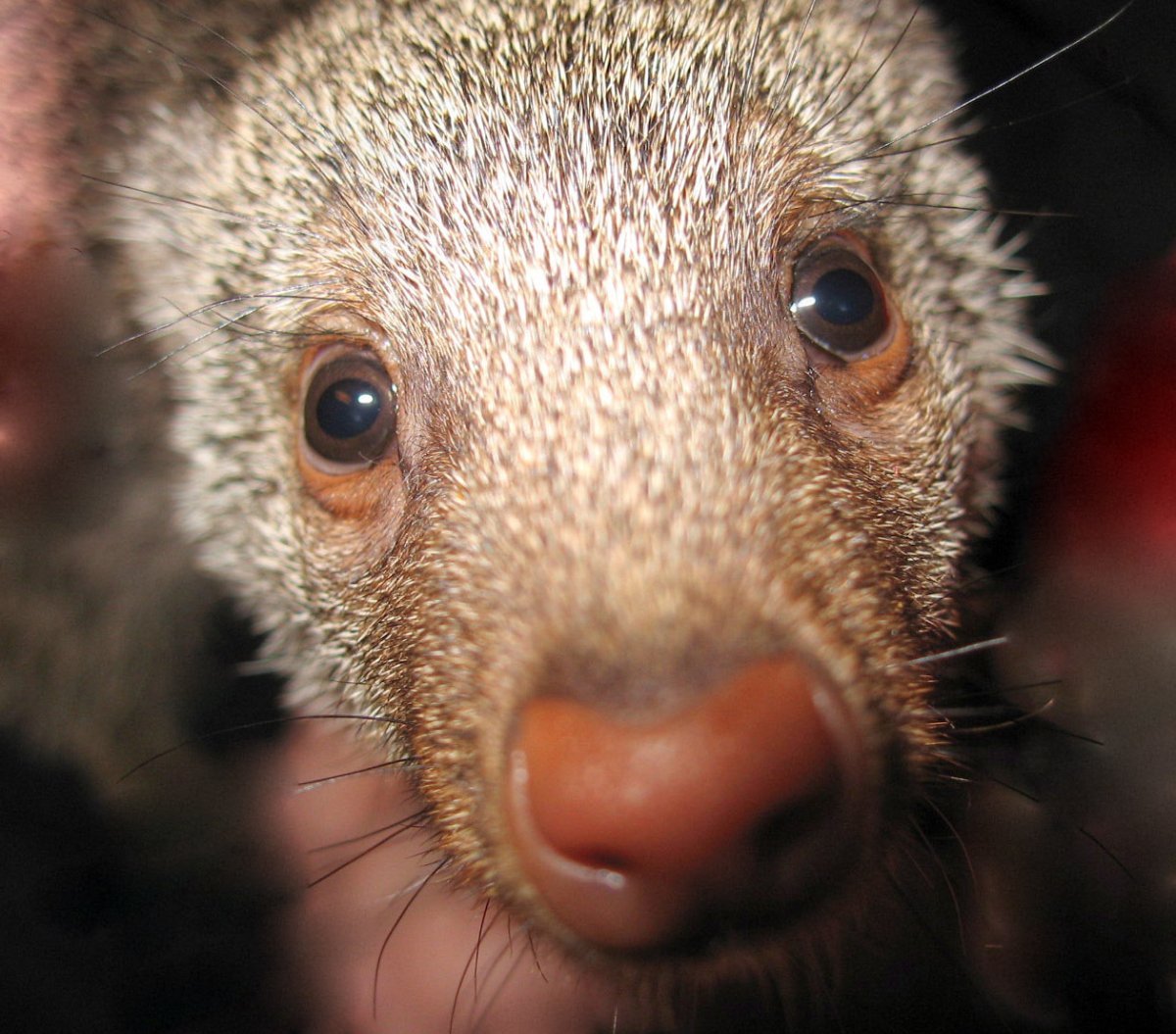 Мадагаскарский хищник Фосса