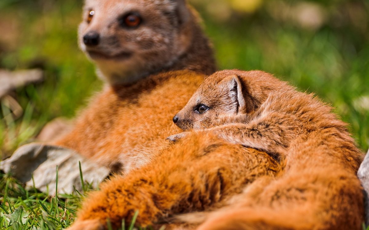 Индийский Мангуст