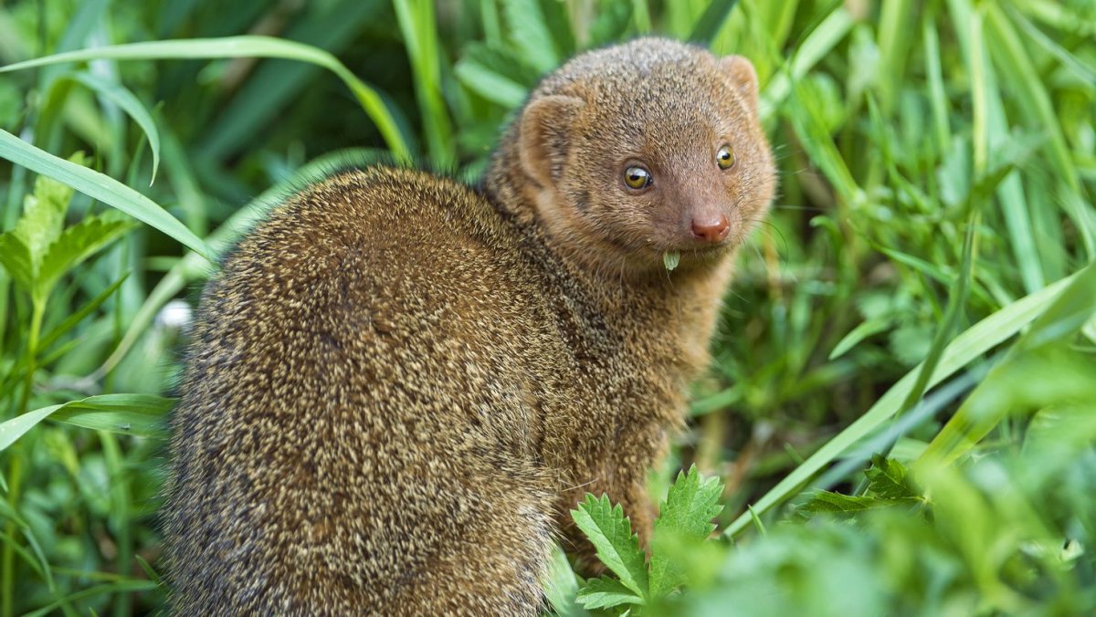 Индийский серый Мунго