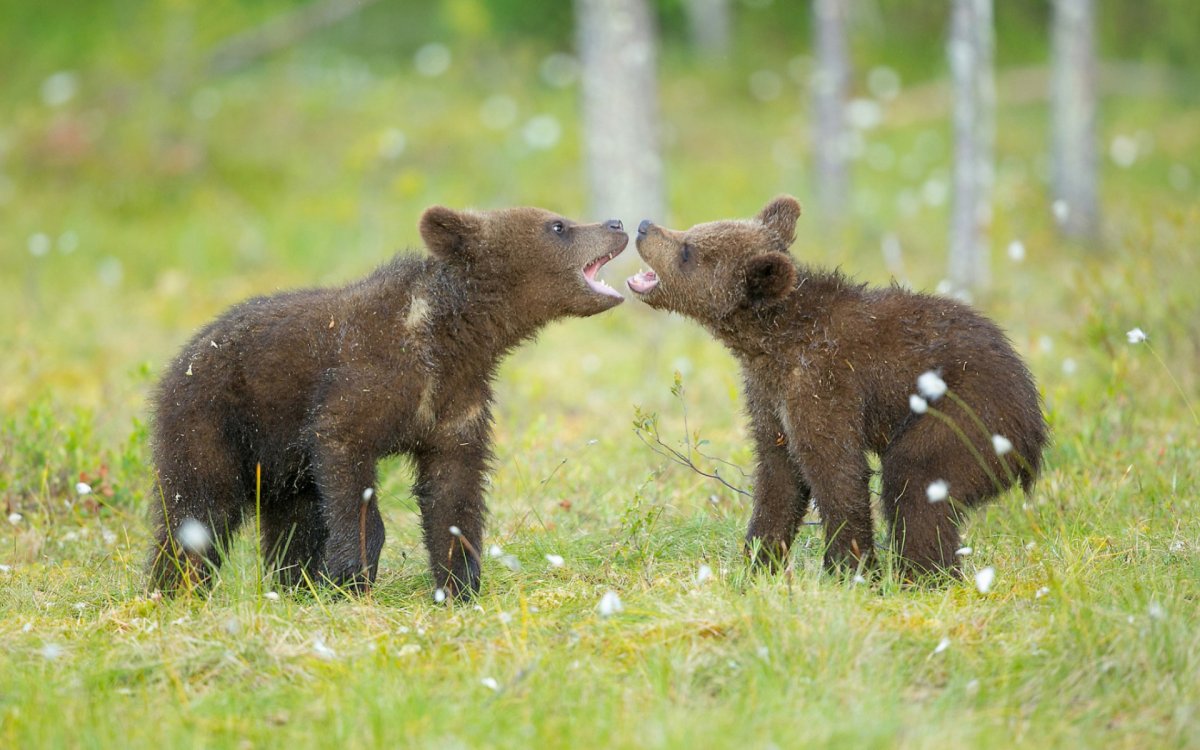 Медвежонок Пестун