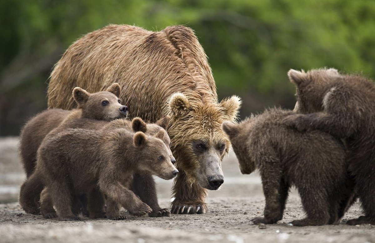 Медведица с медвежатами