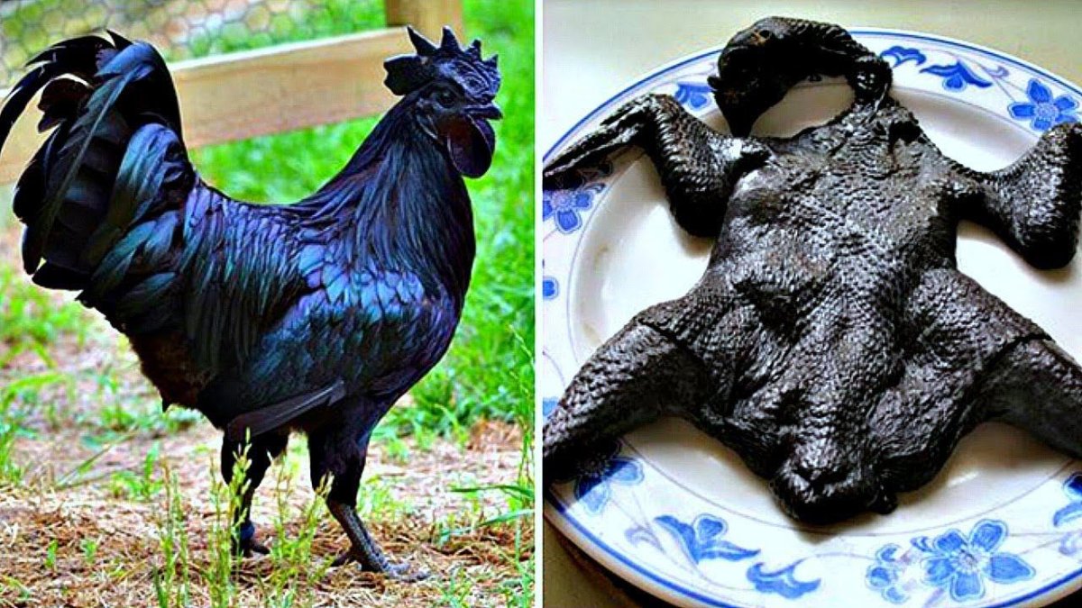 Аям Цемани порода