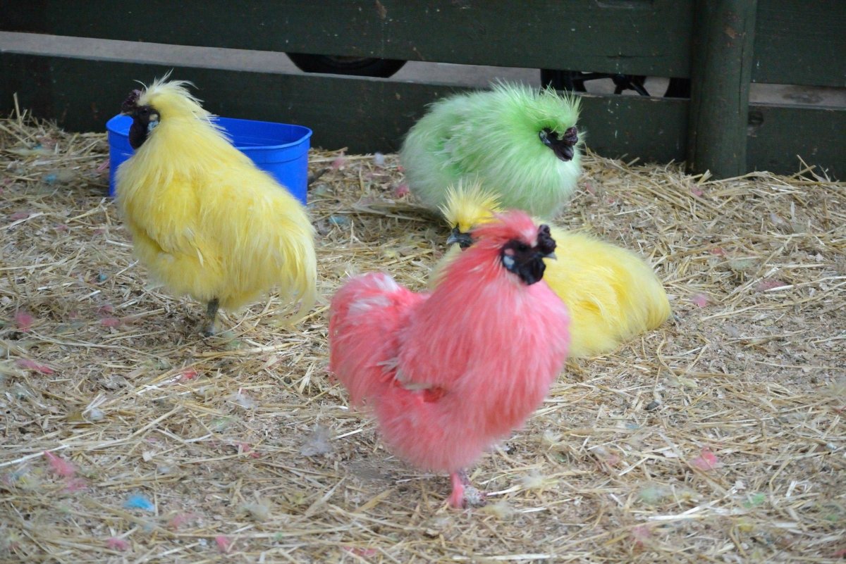 Цветные куры
