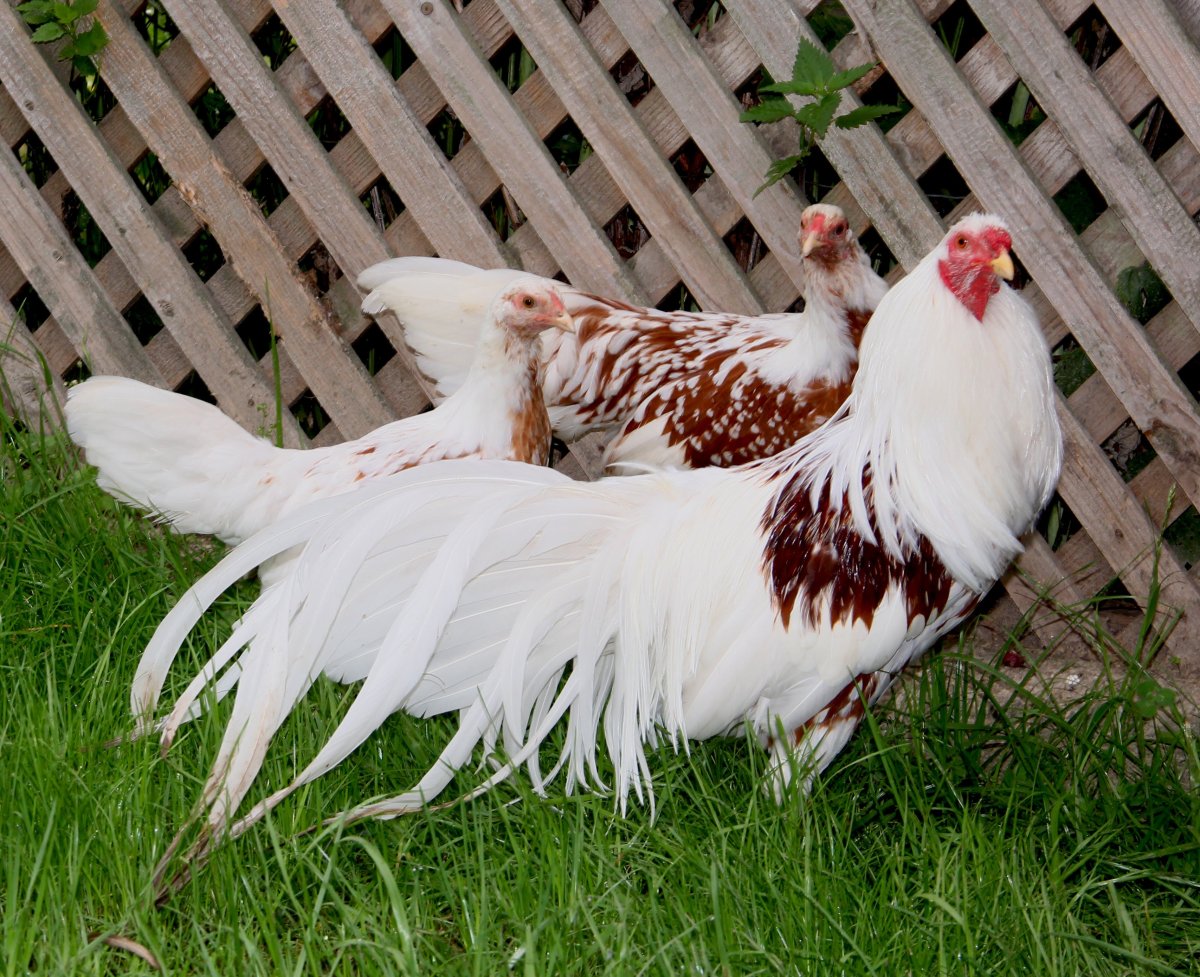 Куры породы Йокогама