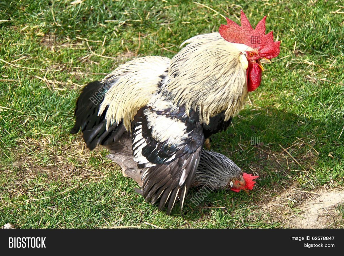 Петух и курица спариваются