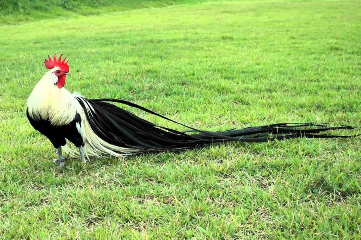 Петух породы онагадори