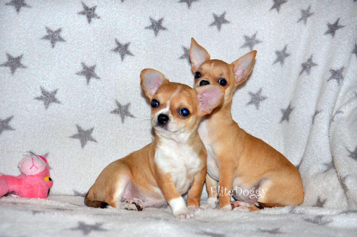 Чихуахуа дир