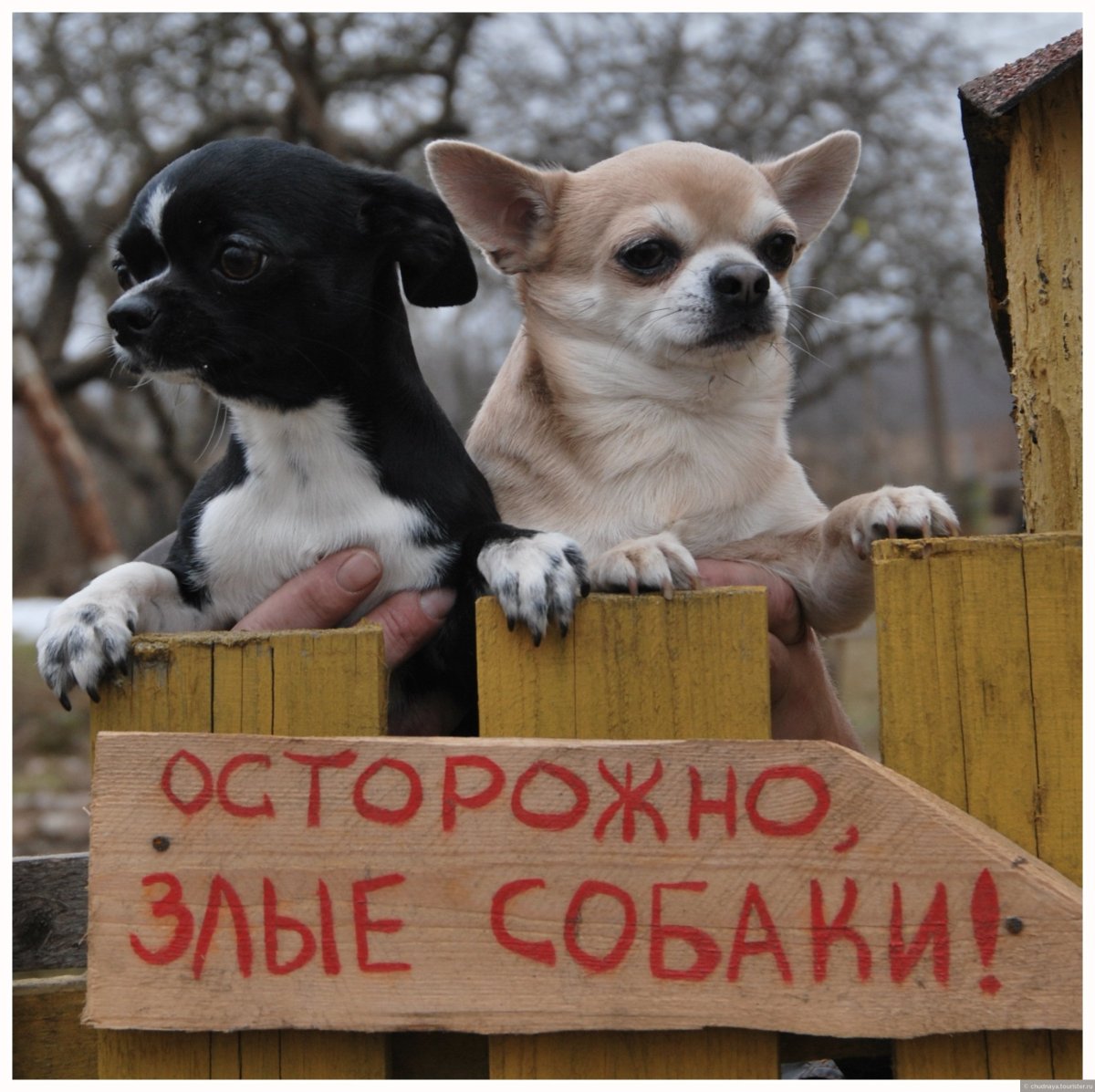 Чихуахуа ненависть