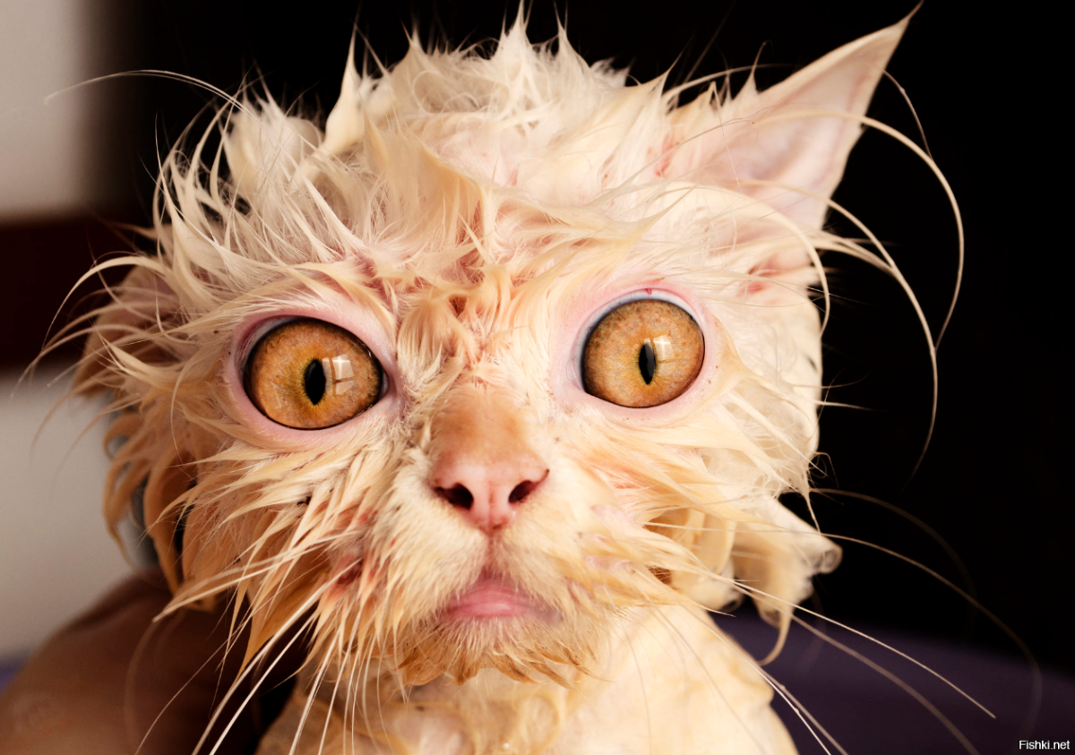 Страшная кошка Сарио хед