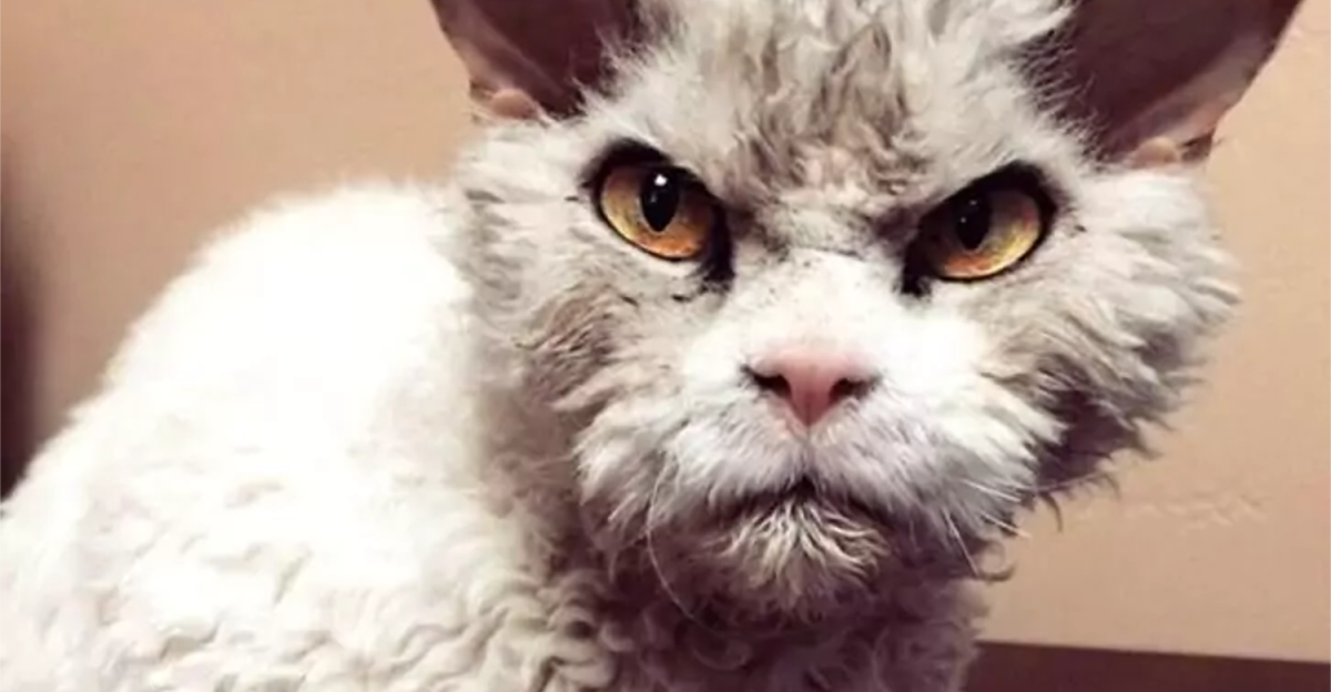 Мокрый злой кот