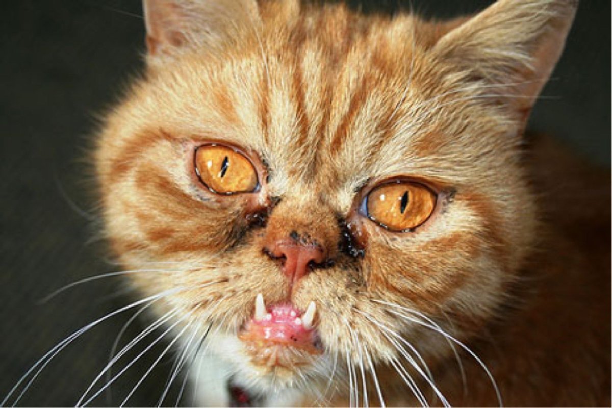 Сфинкс кошка морщинистая