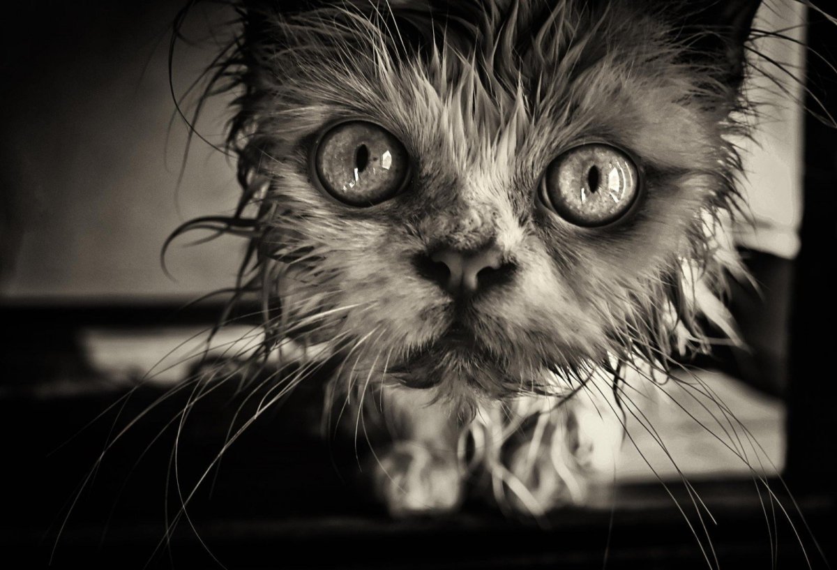 Кот Персидская шиншилла Вилфред