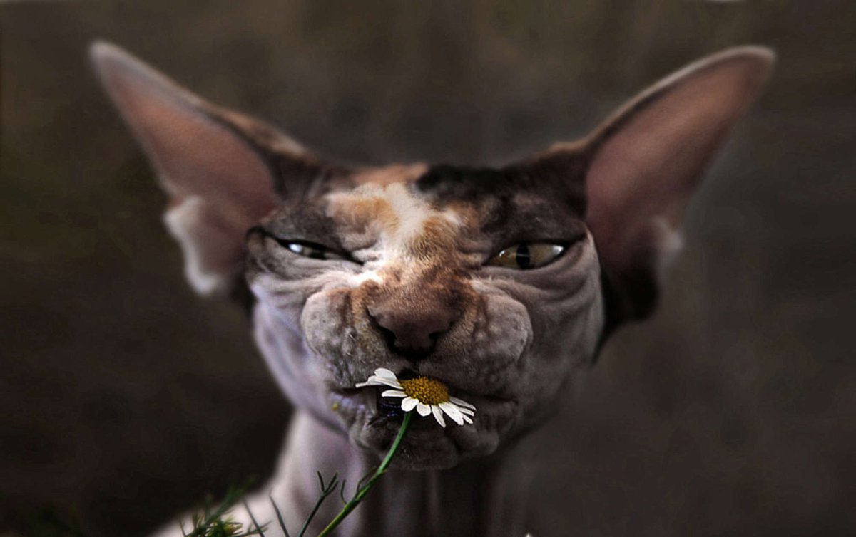 Страшный кот