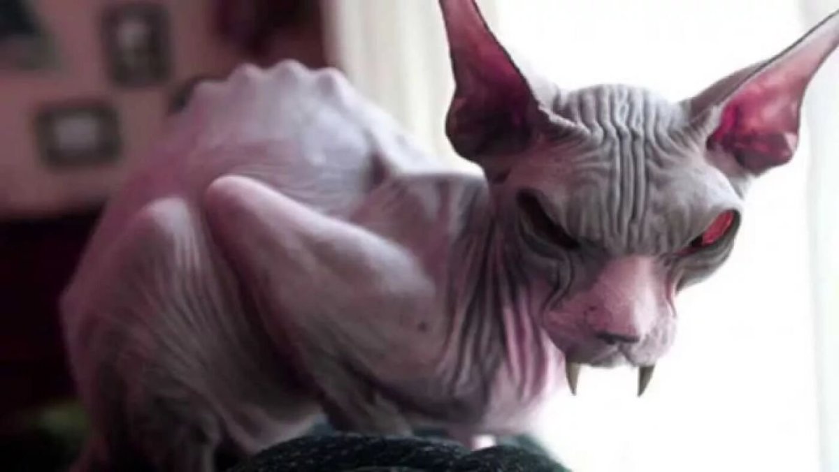 Злой канадский сфинкс