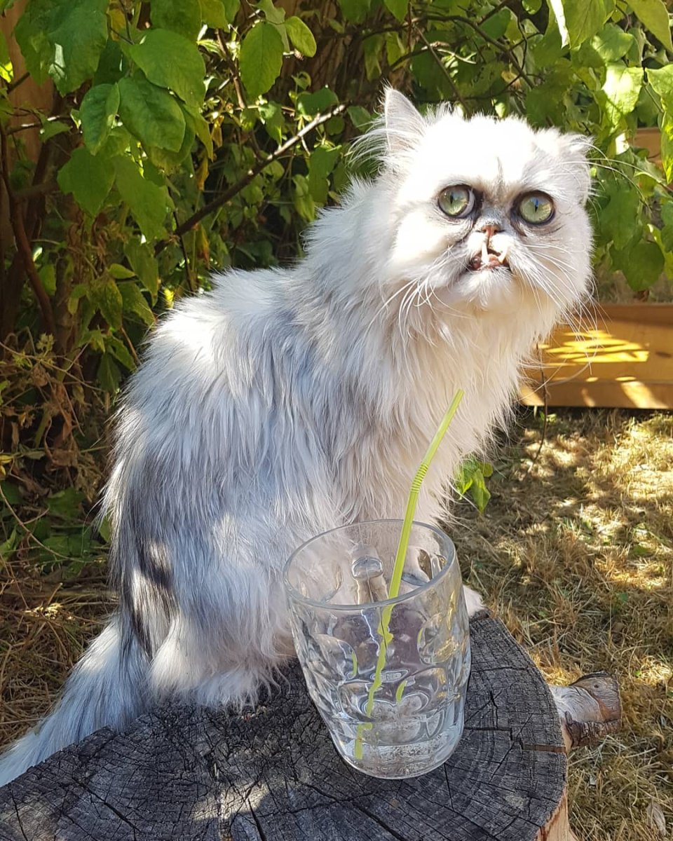 Страшный кот