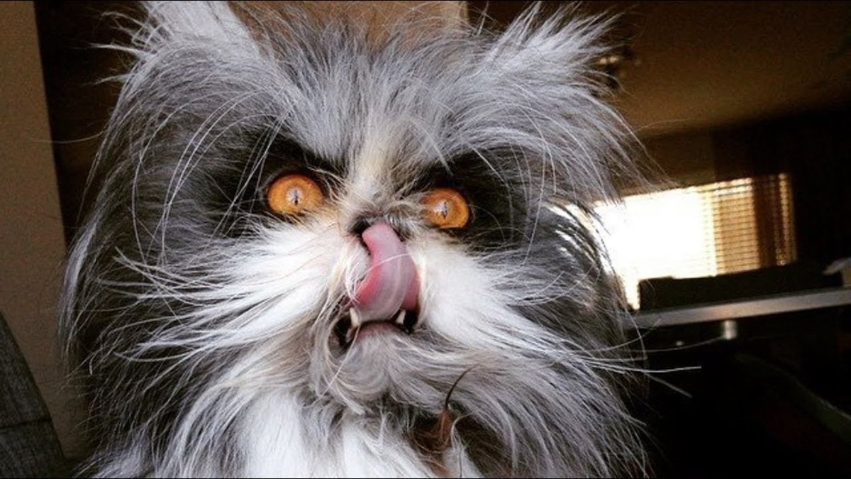 Страшный кот