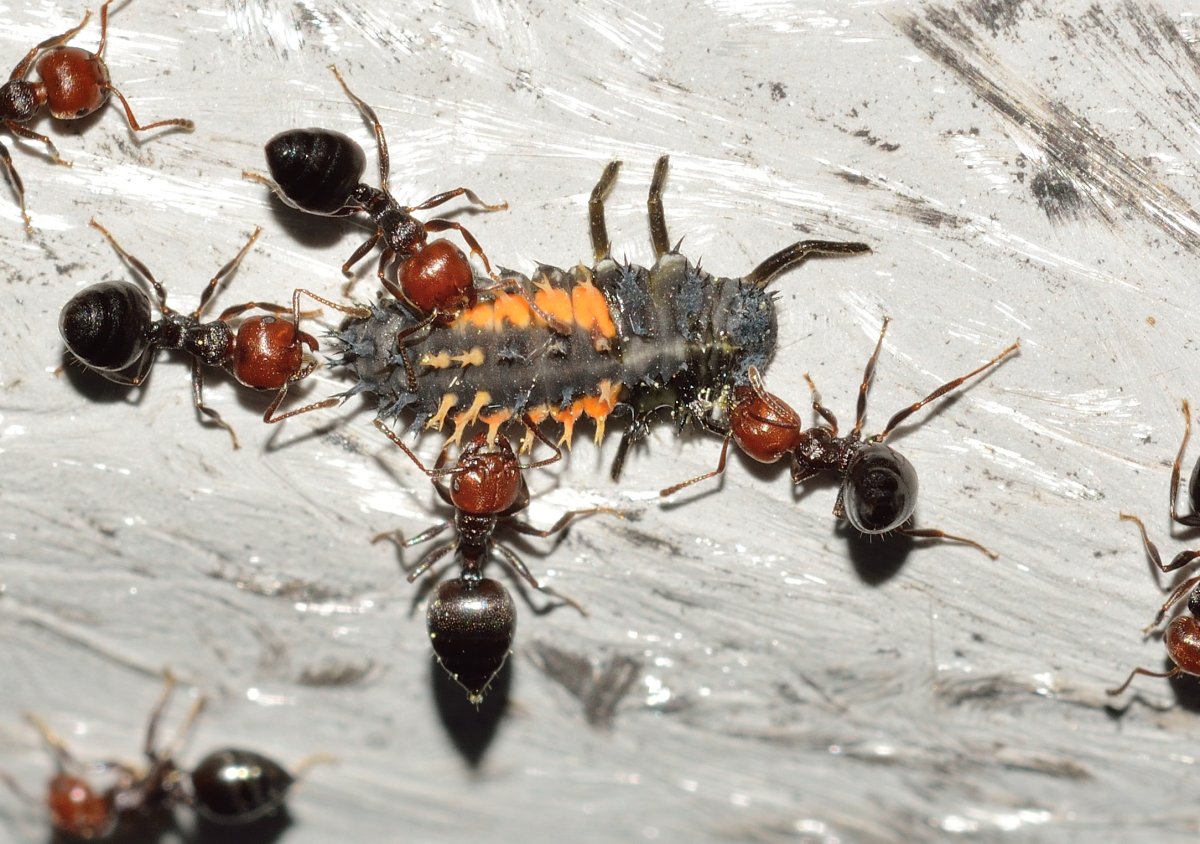 Перепончатокрылые насекомые муравьи