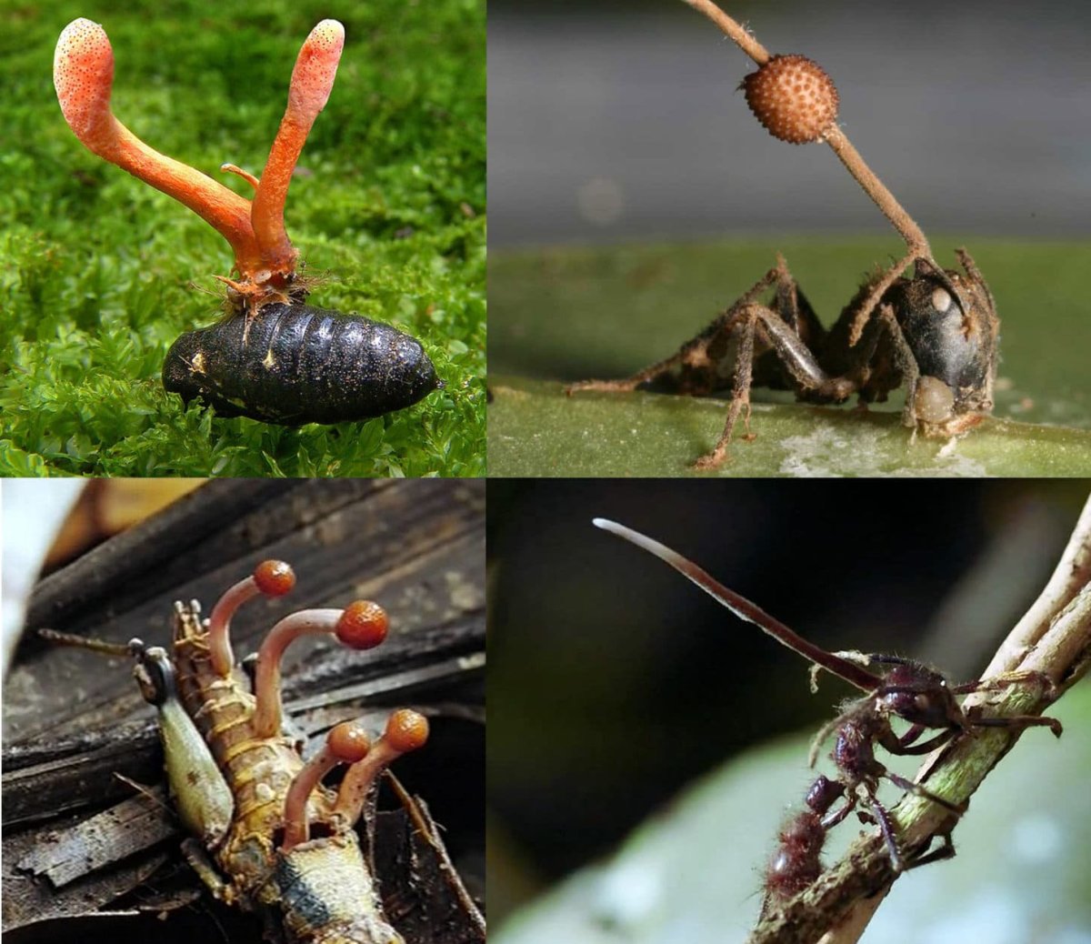 Серая гусеница в земле