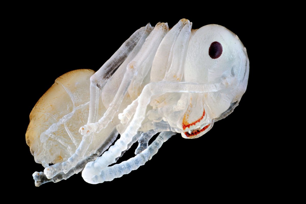 Личинка муравья под микроскопом